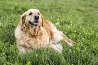 eski golden retriever köpek