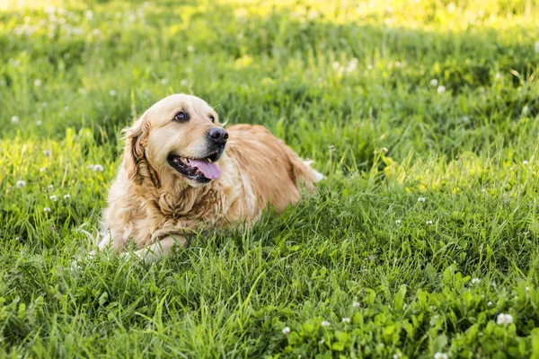Viejo perro golden retriever — Foto de Stock