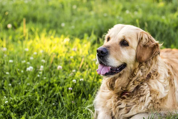 Viejo perro golden retriever — Foto de Stock