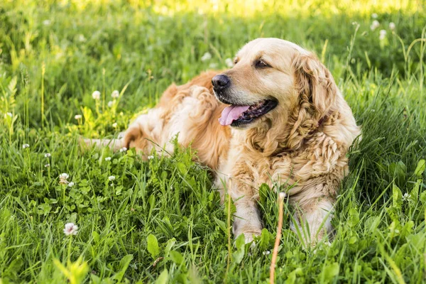 Viejo perro golden retriever — Foto de Stock