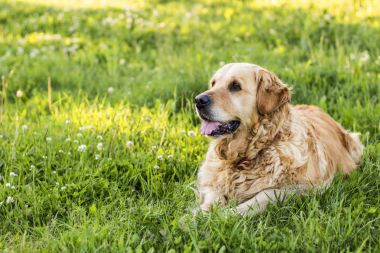 eski golden retriever köpek dış