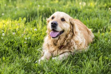 eski golden retriever köpek dış