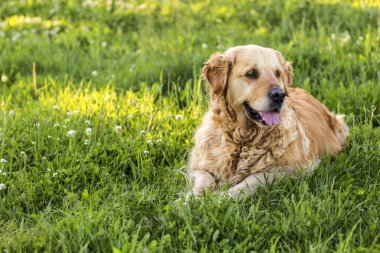 eski golden retriever köpek dış