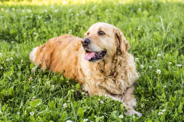 eski golden retriever köpek dış