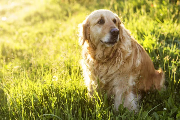 Viejo perro golden retriever fuera — Foto de Stock