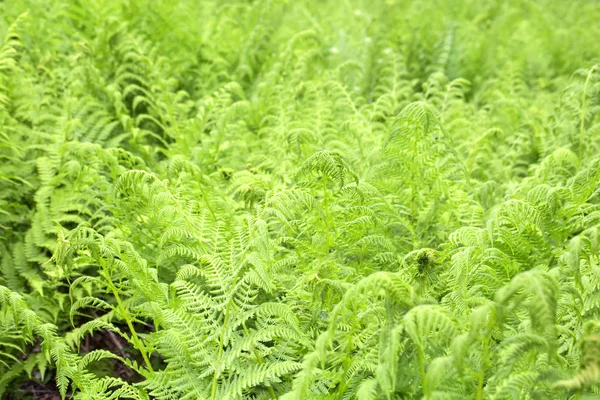 Wild fern in forest — Stock Photo, Image