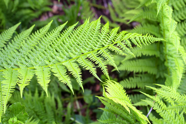 wild fern in forest