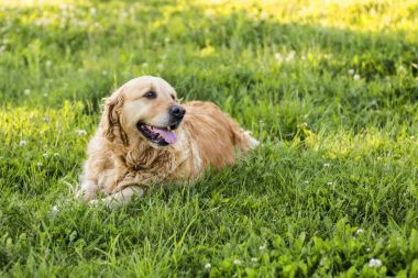 eski golden retriever köpek