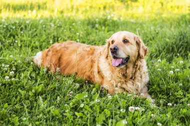eski golden retriever köpek
