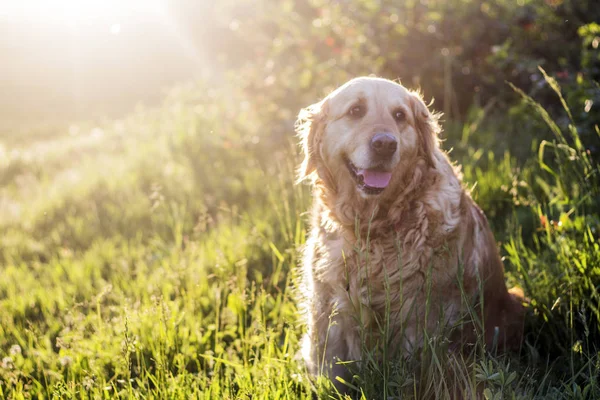 Velho cão golden retriever — Fotografia de Stock