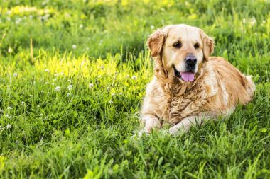eski golden retriever köpek