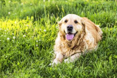 eski golden retriever köpek