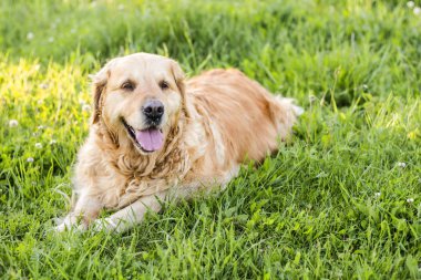 eski golden retriever köpek