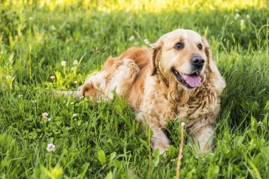 eski golden retriever köpek