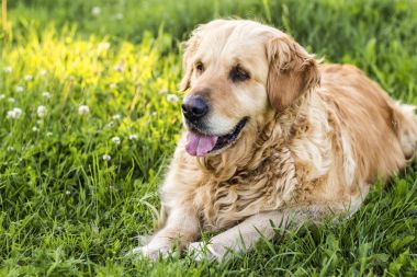 eski golden retriever köpek