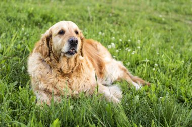 eski golden retriever köpek