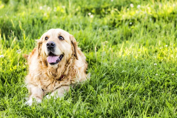 eski golden retriever köpek