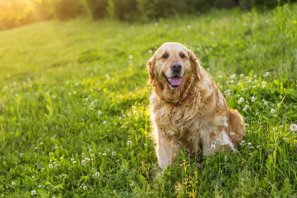 Viejo perro golden retriever — Foto de Stock