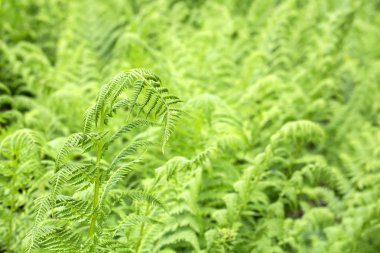 vahşi orman eğreltiotu