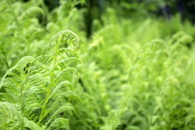 vahşi orman eğreltiotu