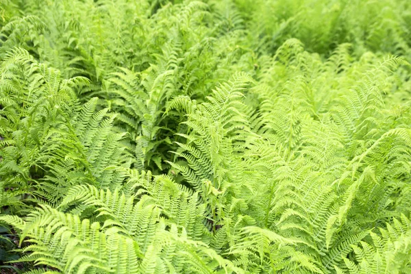 Samambaia da floresta selvagem — Fotografia de Stock