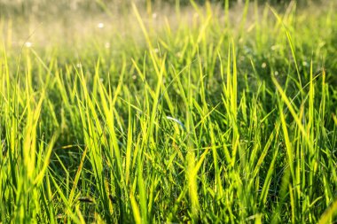 Yeşil Çimen Arkaplanı. 