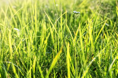 Yeşil Çimen Arkaplanı. 