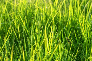 Yeşil Çimen Arkaplanı. 