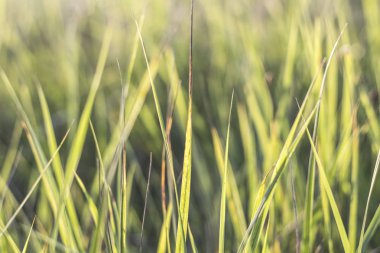 Yeşil Çimen Arkaplanı. 