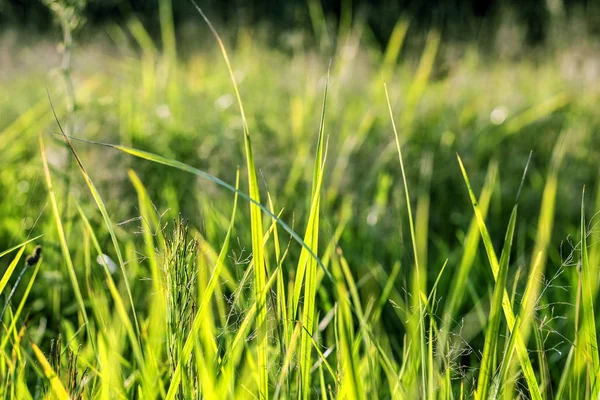 Yeşil Çimen Arkaplanı. 