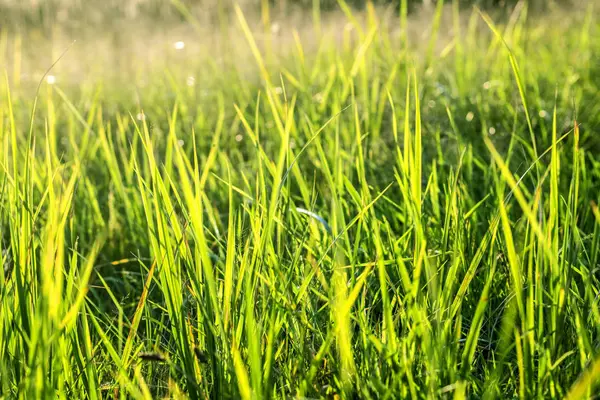 Yeşil Çimen Arkaplanı. 