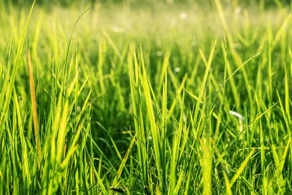 Yeşil Çimen Arkaplanı. 