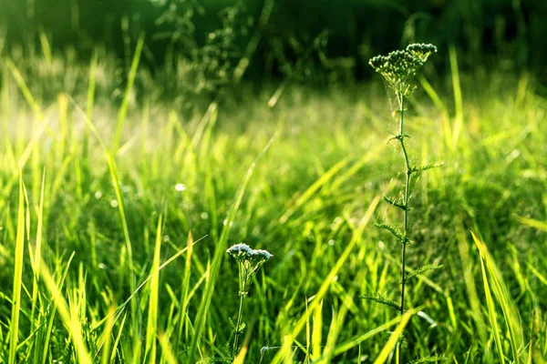 Fondo de hierba verde. —  Fotos de Stock