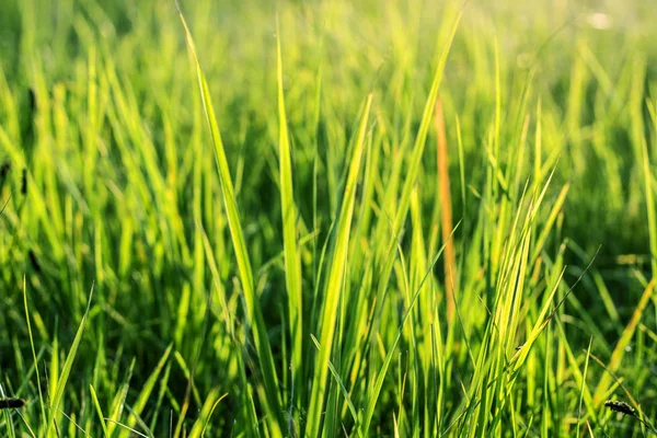 Yeşil Çimen Arkaplanı. 