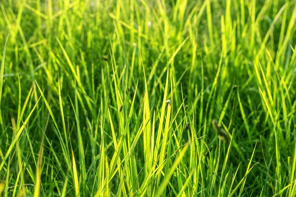 Yeşil Çimen Arkaplanı. 