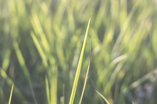 Fondo de hierba verde. —  Fotos de Stock