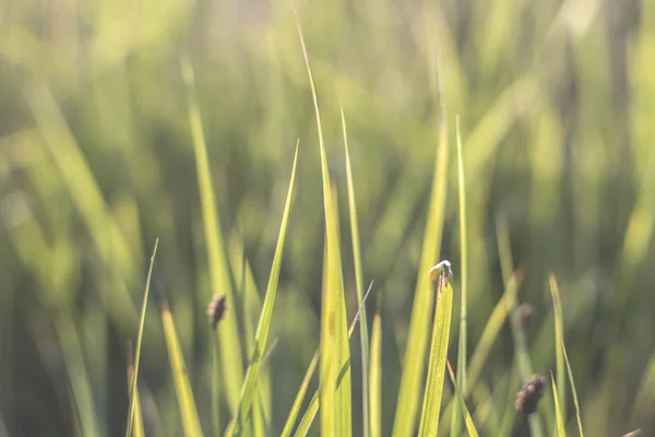 Fondo de hierba verde. —  Fotos de Stock