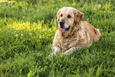 eski golden retriever köpek
