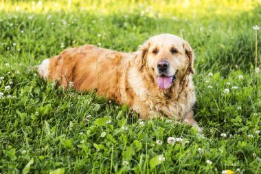 eski golden retriever köpek