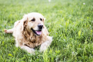 eski golden retriever köpek