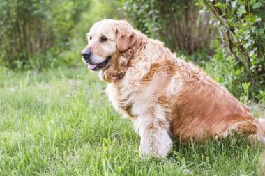 eski golden retriever köpek