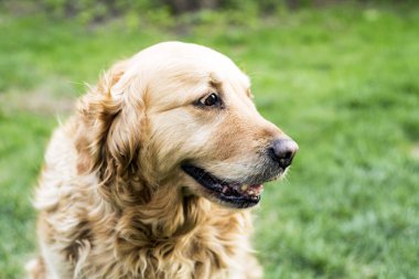 eski golden retriever köpek