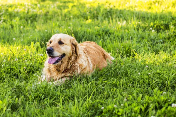 eski golden retriever köpek