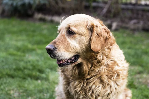eski golden retriever köpek