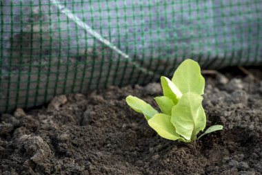 Bahçeye ekilmiş marul tohumu.