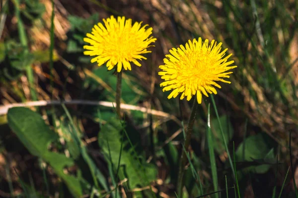 Karahindiba Çiçeği Taraxacum Officinale Doğada — Stok fotoğraf