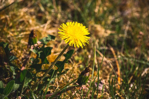 Квітка Кульбаби Таракакум Офісінале Природі — стокове фото