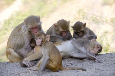 Vahşi hayvan bir maymun kıçlı makak Hindistan