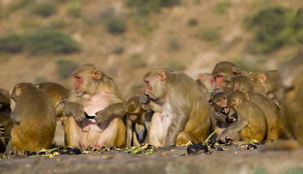 Vahşi hayvan bir maymun kıçlı makak Hindistan