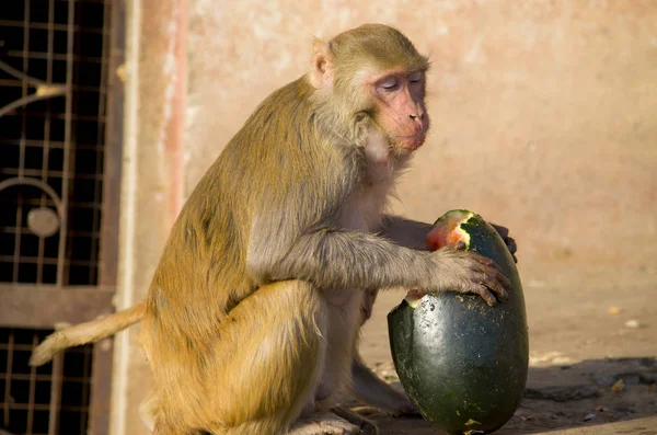 L'animale selvatico una scimmia un macaco in India — Foto Stock